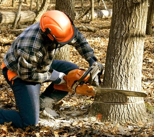 Tree Removal in Hunt, TX